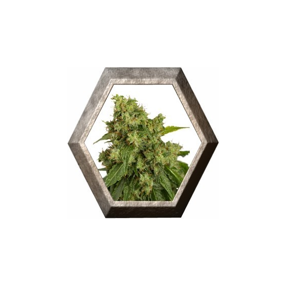 AutoXtreme 3 semillas Dutch Passion DUTCH PASSION SEEDS DUTCH PASSION SEEDS