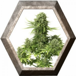 Auto StarRyder 3 semillas Dutch Passion  DUTCH PASSION SEEDS