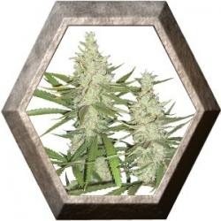 Outlaw 3 semillas Dutch passion DUTCH PASSION SEEDS DUTCH PASSION SEEDS