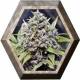 Pure AK 4 semillas Female Seeds FEMALE SEEDS FEMALE SEEDS