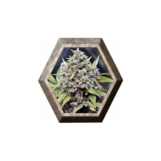 Pure AK 4 semillas Female Seeds FEMALE SEEDS FEMALE SEEDS