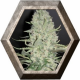 White Widow x Big Bud 4 semillas Female Seeds FEMALE SEEDS FEMALE SEEDS