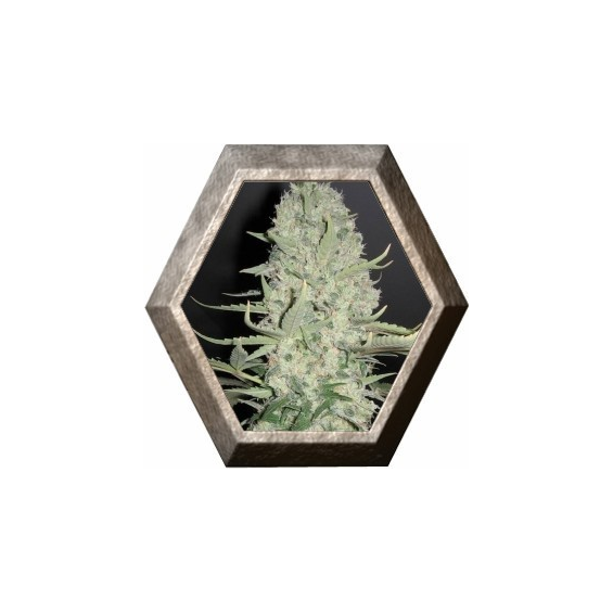 White Widow x Big Bud 4 semillas Female Seeds FEMALE SEEDS FEMALE SEEDS