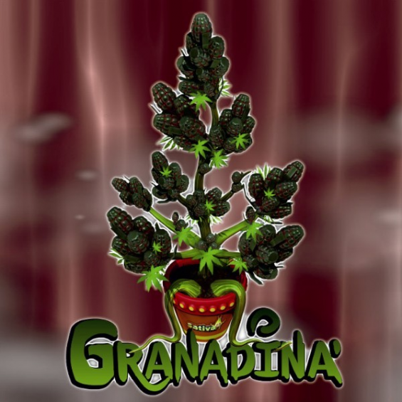 Granadina 1 semilla Sativagrow SATIVAGROW SATIVAGROW