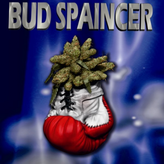 Bud Spaincer 1 semilla Sativagrow SATIVAGROW SATIVAGROW