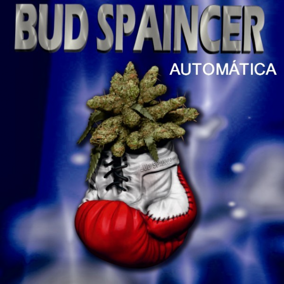 Bud Spaincer Auto 1 semilla Sativagrow SATIVAGROW SATIVAGROW