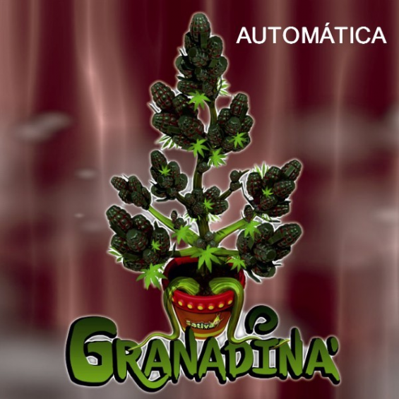 Granadina Auto 1 semilla Sativagrow SATIVAGROW SATIVAGROW