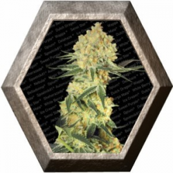 Auto Wappa 3 semillas Paradise Seeds PARADISE SEEDS PARADISE SEEDS