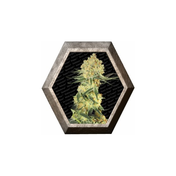 Auto Wappa 3 semillas Paradise Seeds PARADISE SEEDS PARADISE SEEDS