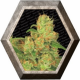 Auto Acid 3 semillas Paradise Seeds PARADISE SEEDS PARADISE SEEDS