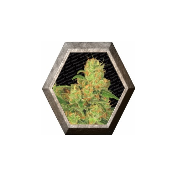 Auto Acid 3 semillas Paradise Seeds PARADISE SEEDS PARADISE SEEDS