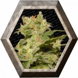 Auto Jack 3 semillas Paradise Seeds PARADISE SEEDS PARADISE SEEDS