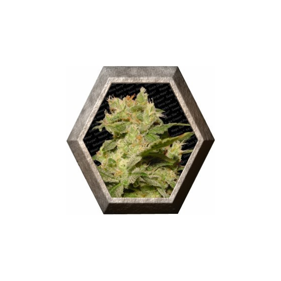 Auto Jack 3 semillas Paradise Seeds PARADISE SEEDS PARADISE SEEDS