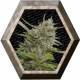 Auto Whiteberry 3 semillas Paradise Seeds PARADISE SEEDS PARADISE SEEDS