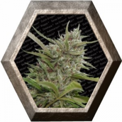 Auto Whiteberry 3 semillas Paradise Seeds PARADISE SEEDS PARADISE SEEDS