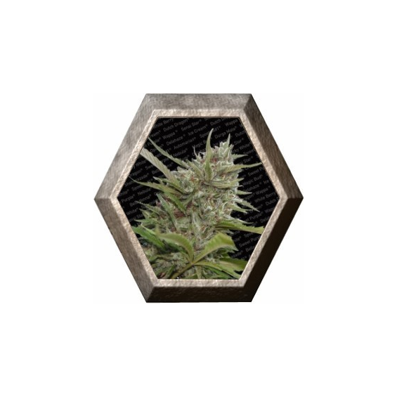 Auto Whiteberry 3 semillas Paradise Seeds PARADISE SEEDS PARADISE SEEDS