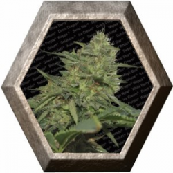 Original Cheese IBL 3 semillas Paradise Seeds PARADISE SEEDS PARADISE SEEDS