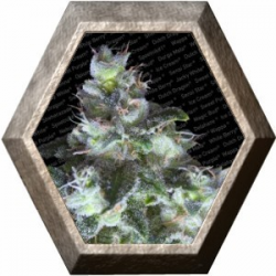 Original White Widow IBL 3 semillas Paradise Seeds PARADISE SEEDS PARADISE SEEDS