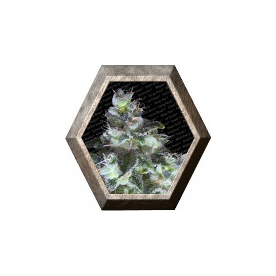 Original White Widow IBL 3 semillas Paradise Seeds PARADISE SEEDS PARADISE SEEDS