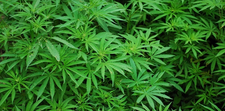Cannabis: ¡Regulemos ya!